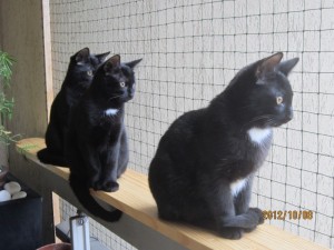 chat_balcon2