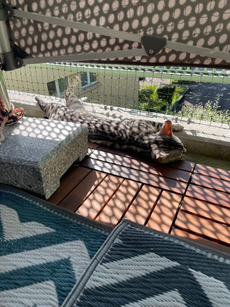Balcon Chatons 02