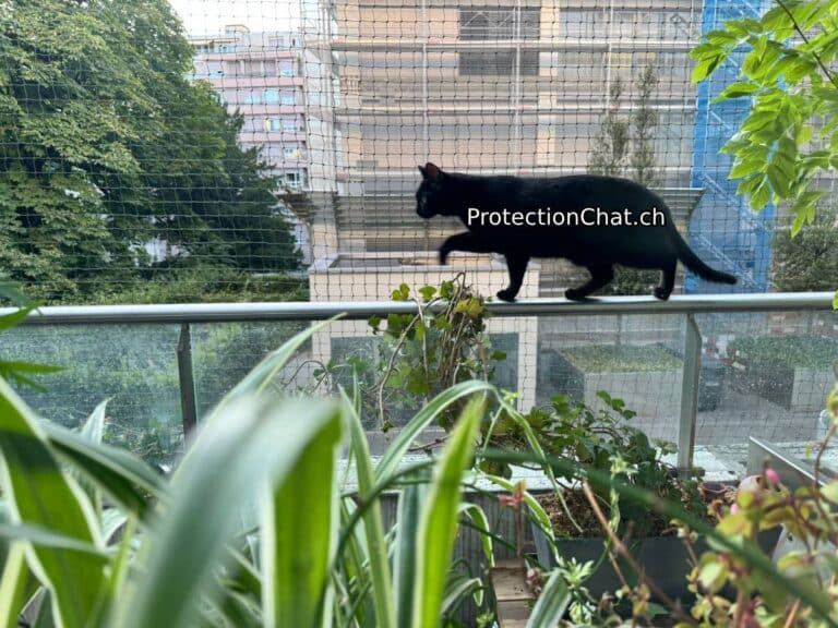 Balcon securise chat sur rambarde ProtectionChat 01