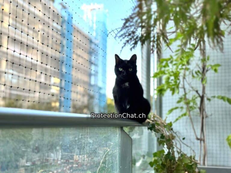 Balcon securise chat sur rambarde ProtectionChat 02