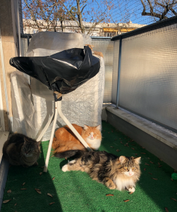 Filet de Protection pour Chat 01