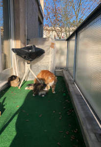 Filet de Protection pour Chat 02