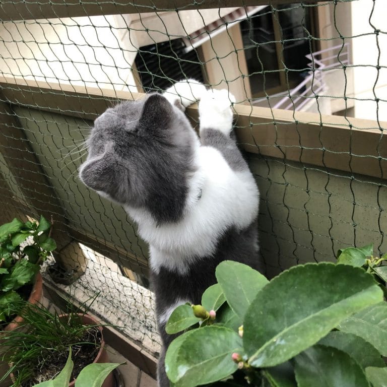 Cat safety net Balcony   1