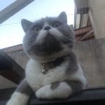 Filet de protection pour chat Balcon 2
