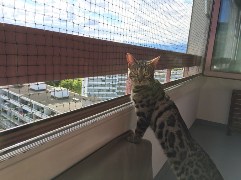 Discovering the net