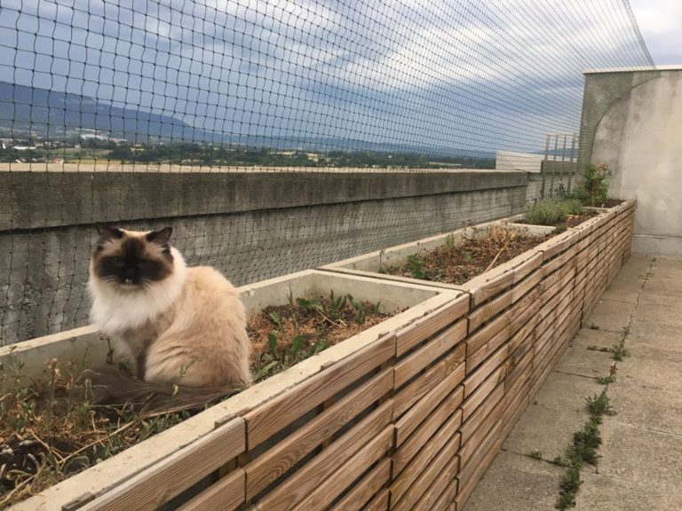 Protection Chat securisation de terrasse