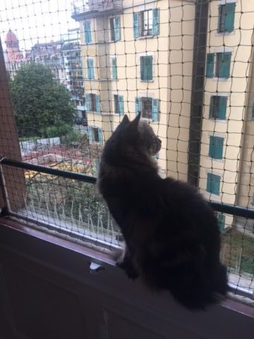 ProtectionChat Zip enjoys the view