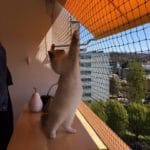 Protection Chat Calagan teste le filet vert