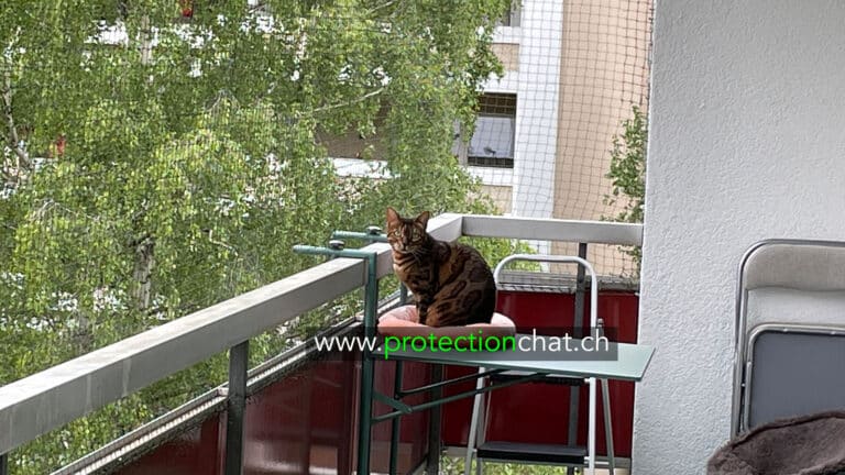 bengali cat safety net 01