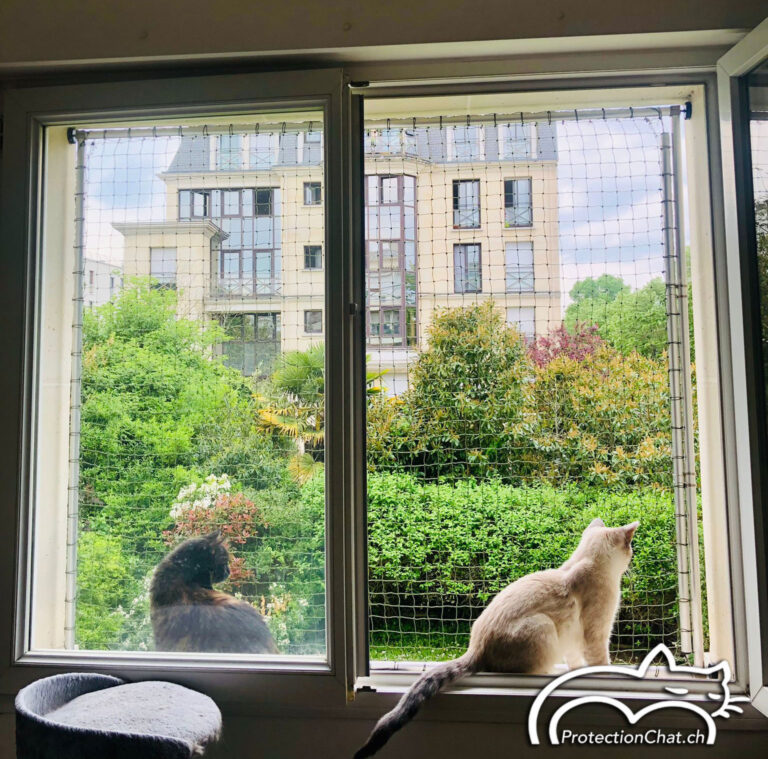 cat protection window frame 03