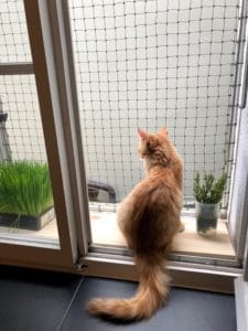 cat frame 1812 2