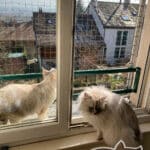 cat safety net on window