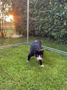 catio 02