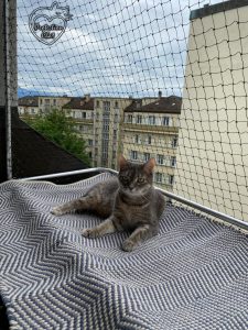 chaterie sur fenetre 10