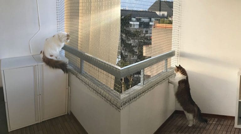 cat safety net   13