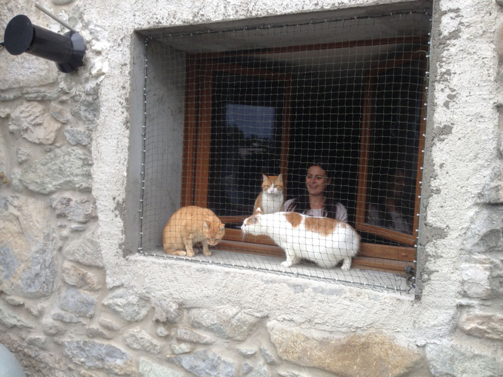 Cattery