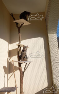 protection chat balcon encastre securise