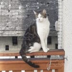 protection chat crans montana 02