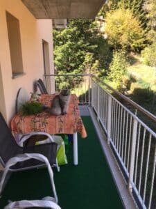 sushi profite du balcon protege par protection chat